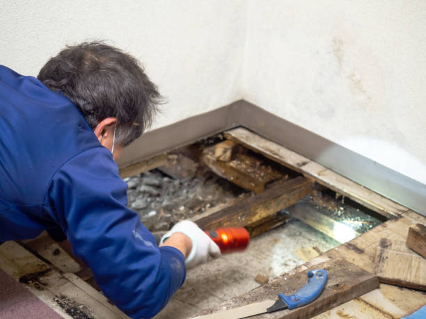 Best Certified Mold Removal  in Grayslake, IL