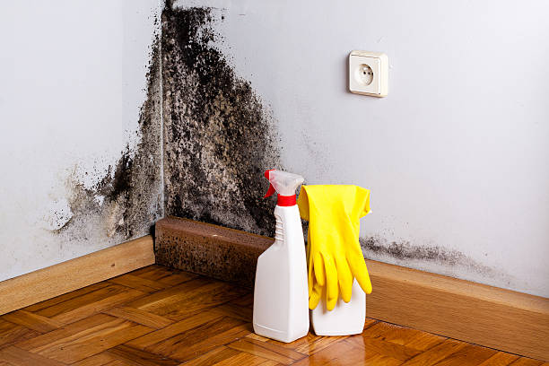 Best Crawl Space Mold Removal  in Grayslake, IL